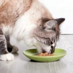 娱乐吃瓜猫咪视频大全最新,最新猫咪吃瓜视频大盘点