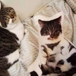 吃瓜娱乐酱抱枕猫,吃瓜娱乐酱带你领略萌宠魅力