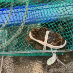 秋天的这一口“鲜”如东人吃起来！？吃蟹比梭子蟹大闸蟹性价比高