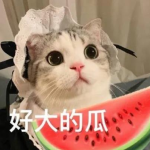 娱乐吃瓜君猫咪瘫痪,娱乐吃瓜君带你揭秘背后的故事